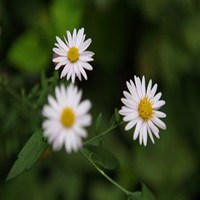 微信菊花图像