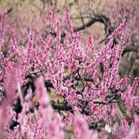 桃花满地唯美图片