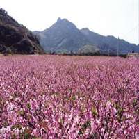 桃花满地唯美图片