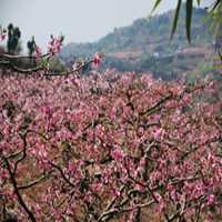 桃花满地唯美图片