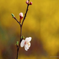 植物花卉微信头像