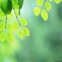 植物花草图片微信头像