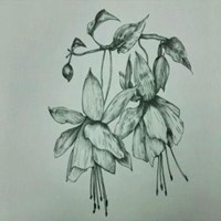 素描捧花