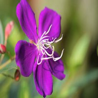 紫色的花他在透明的杯子里的微信头像