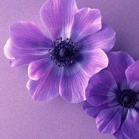 紫色花微信图片