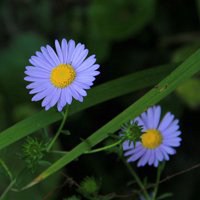 野花草头像图片大全