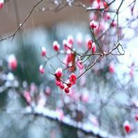 雪花头像图片