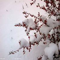 雪花头像图片