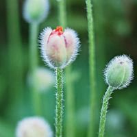 下载微信花草图片