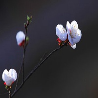 微信头像一枝花的图片