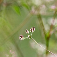 微信头像小野花