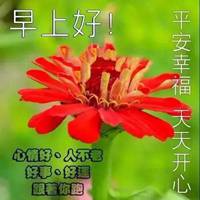 微信早上好鲜花图片