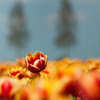 微信植物花草图片大全