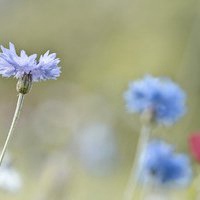 微信鲜花头像