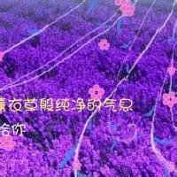 微信鲜花带字头像图片