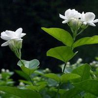 清新茉莉花微信头像