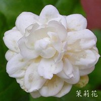 清新茉莉花微信头像