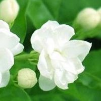 清新茉莉花微信头像