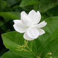 清新茉莉花微信头像