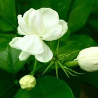 清新茉莉花微信头像