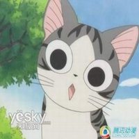 萌猫小奇照片头像