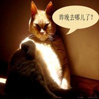 高冷猫头像