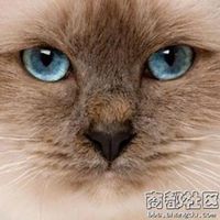 高冷猫头像