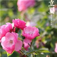 2017最新微信花草风景图片大全