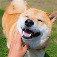 柴犬微信头像