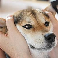 柴犬微信头像