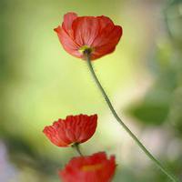 微信头像花朵花瓣图片大全