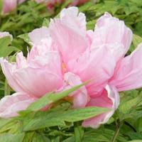 微信头像花朵花瓣图片大全