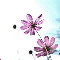 微信头像花朵花瓣图片大全