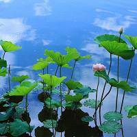 微信头像花朵花瓣图片大全