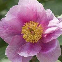 微信头像花朵花瓣图片大全
