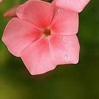 微信头像花朵花瓣图片大全
