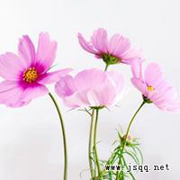 唯美好看花朵微信头像排行榜
