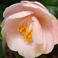 唯美好看花朵微信头像排行榜