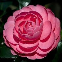 唯美好看花朵微信头像排行榜
