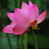 微信头像花朵图片大全荷花