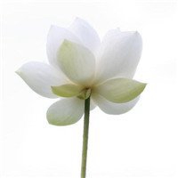 微信头像花朵图片大全荷花