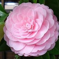 微信头像花朵图片大全高清