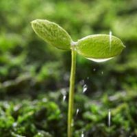 微信头像花树图片大全