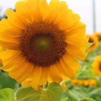 微信头像花树图片大全