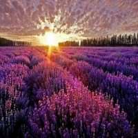 微信头像花海