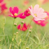 微信头像花海