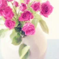 微信头像花花草草