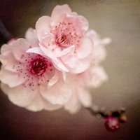 微信头像花花草草