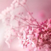 微信头像花花草草
