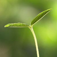 微信头像花花草草